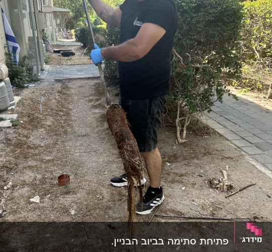 אדם מחזיק צינור עם שורשים ליד צינור ביוב